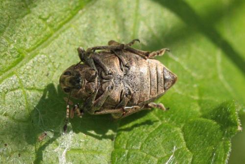 Réf. 118 545 : Liophloeus tessulatus