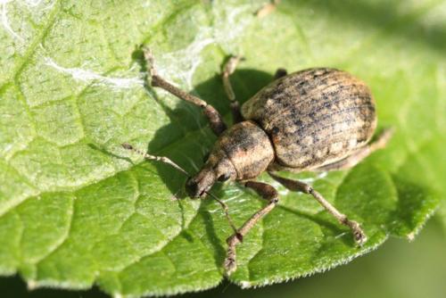 Liophloeus tessulatus