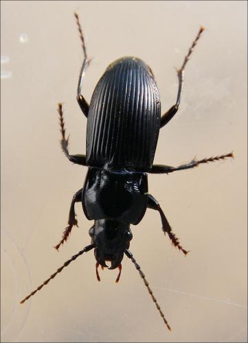 Réf. 118 833 : Abax parallelus