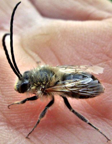 Eucera sp.