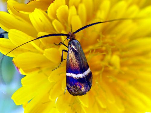 Adela australis