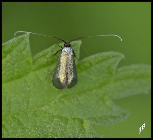 Réf. 118 620 : Adela reaumurella