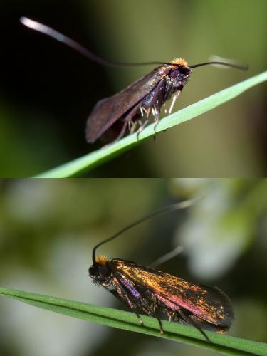 Réf. 118 875 : Cauchas rufimitrella
