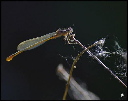 Ischnura elegans