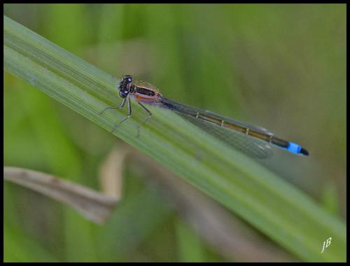 Ischnura elegans