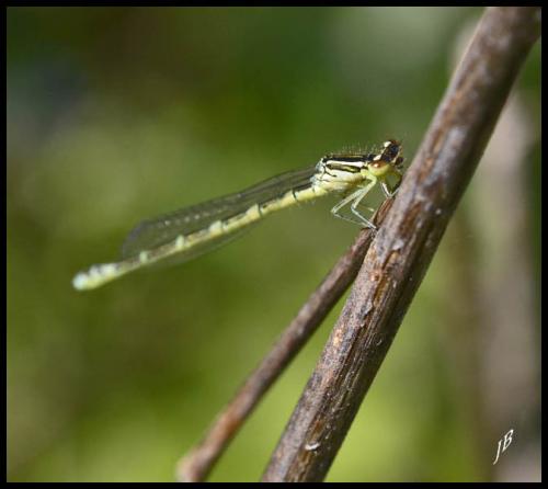 Coenagrion sp.