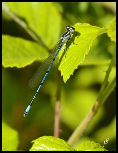 Coenagrion puella