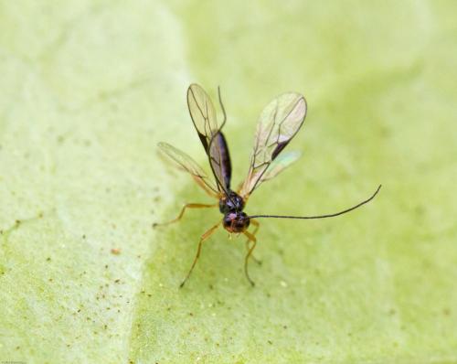 Réf. 118 333 : Alysiinae inconnu