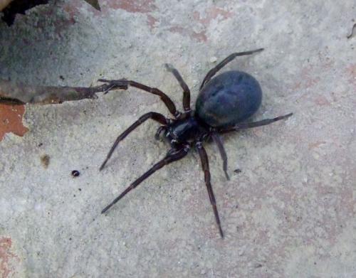 Amaurobius ferox