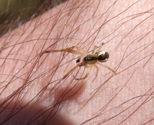 Anelosimus sp.