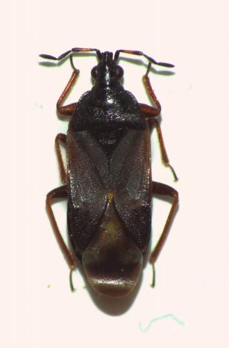 Anthocoris amplicollis