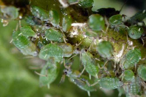 Aphis grossulariae