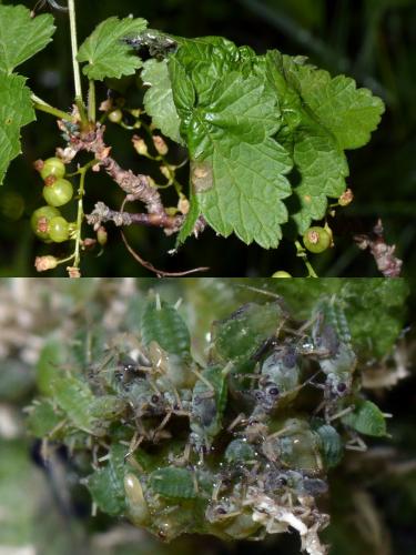 Aphis grossulariae