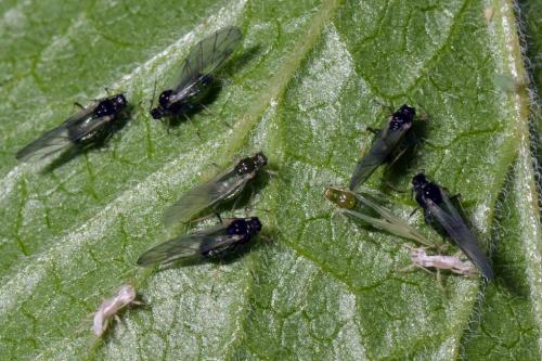 Aphis grossulariae