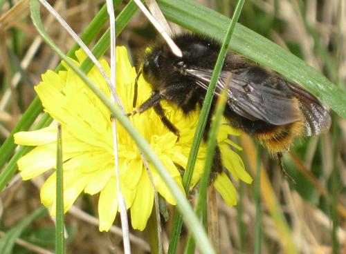 Bombus rupestris