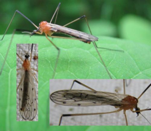 Réf. 118 642 : Limonia nigropunctata
