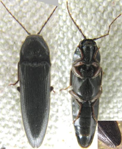 Réf. 118 804 : Melanotus villosus