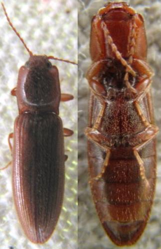 Réf. 118 806 : Athous campyloides