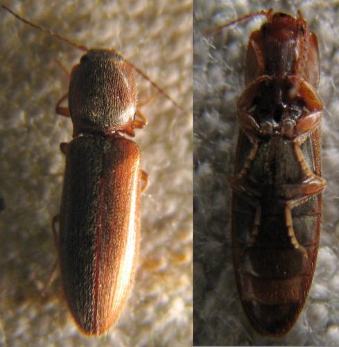 Réf. 118 808 : Athous campyloides