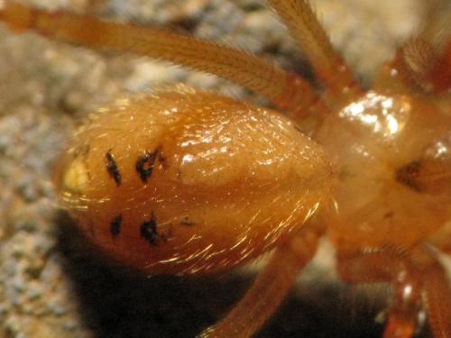Nesticus cellulanus