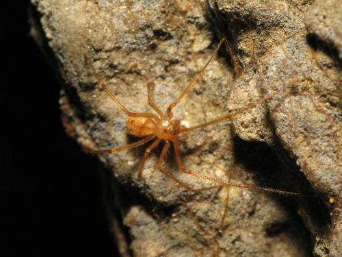 Nesticus cellulanus