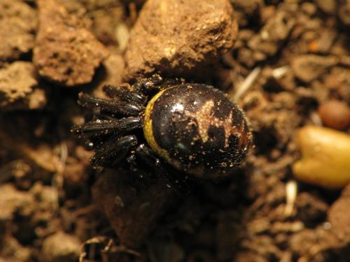Steatoda paykulliana