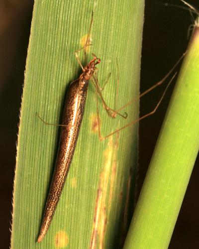 Réf. 118 610 : Rhomphaea rostrata