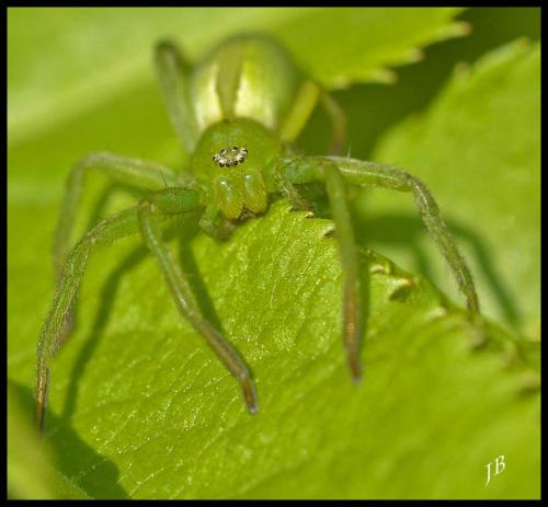 Micrommata ligurina