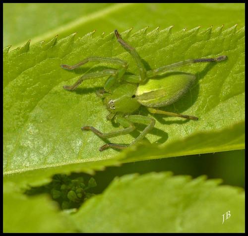 Réf. 118 905 : Micrommata ligurina