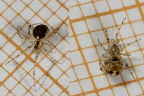 Theridion varians