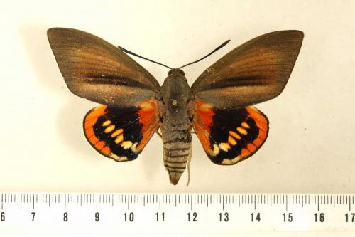 Paysandisia archon