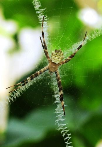 Argiope sp.