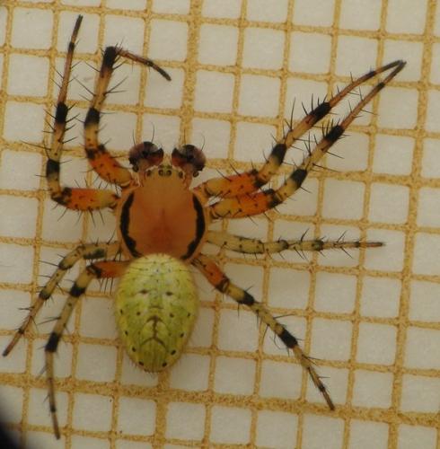 Araniella sp.