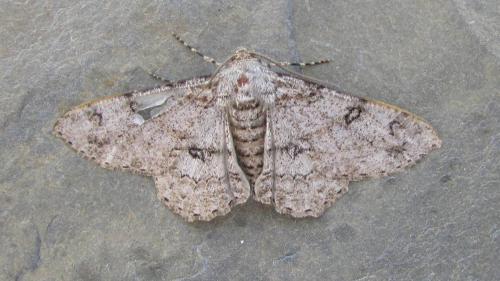 Ascotis selenaria