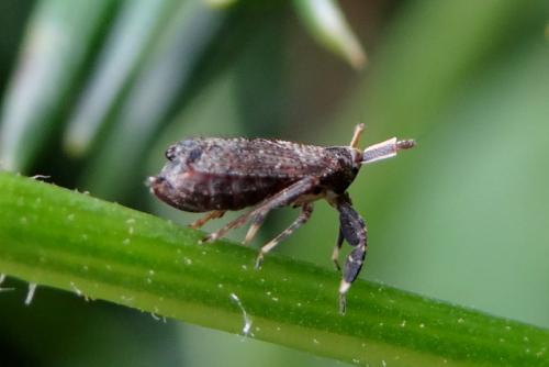 Asiraca clavicornis
