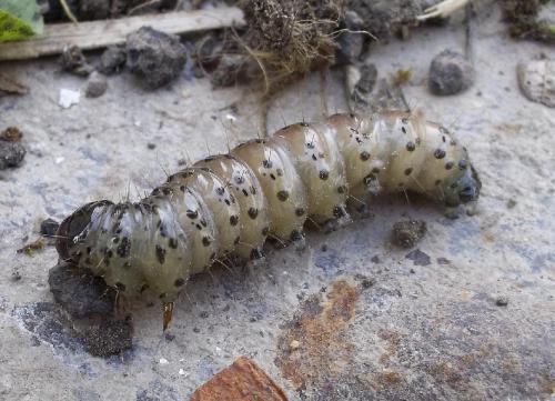 Réf. 118 623 : Apamea sp.