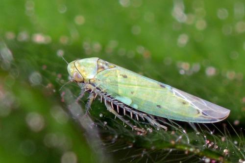 Réf. 118 762 : Balclutha punctata