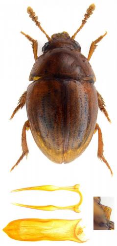 Leiodes strigipennis
