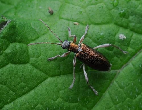 Donacia clavipes