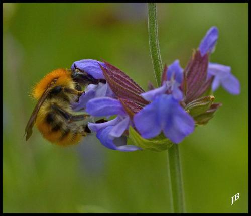Bombus pascuorum