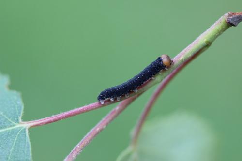 Achlya flavicornis