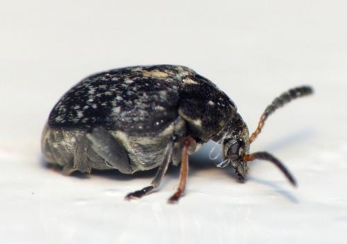 Réf. 118 442 : Bruchus atomarius