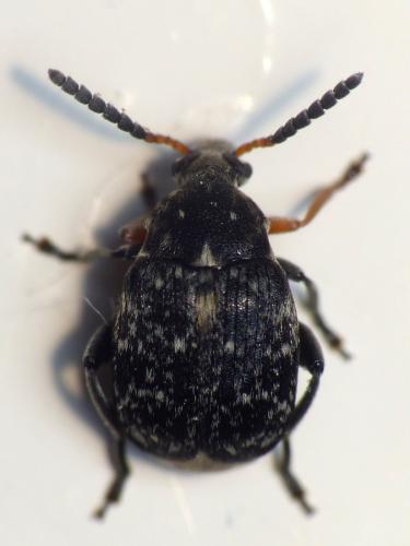 Réf. 118 443 : Bruchus atomarius