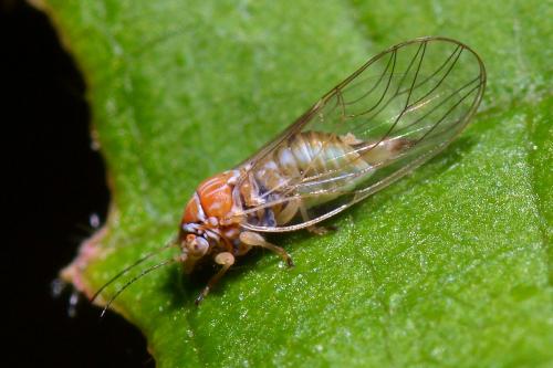 Cacopsylla ambigua