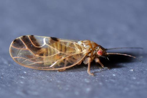 Réf. 118 091 : Cacopsylla fulguralis