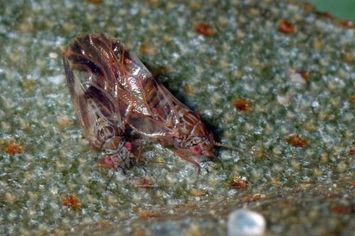 Réf. 118 093 : Cacopsylla fulguralis