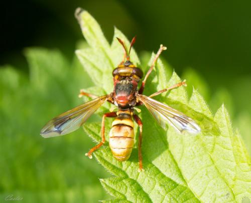 Conops vesicularis