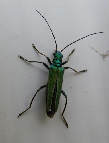 Oedemera nobilis