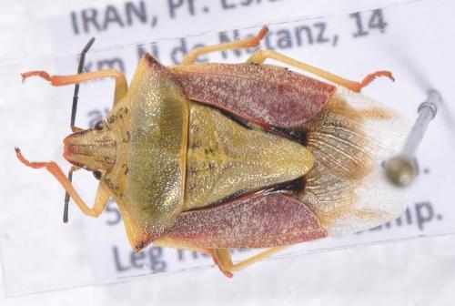 Réf. 118 761 : Carpocoris coreanus