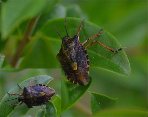 Carpocoris purpureipennis